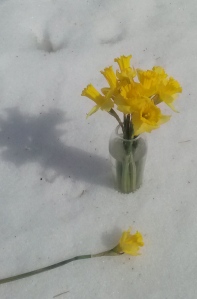 The only way I could see daffodils springing up out of the snow.