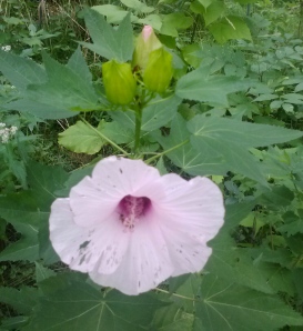 I'm not even sure what this one is, but it's rising above everything in my "weed bed" and blooming for all it's worth.  Maybe a hibiscus?