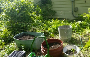 I dug some of my containers out from under the grapevines.  You honestly couldn't even see them before (kind of like that mess in the background)