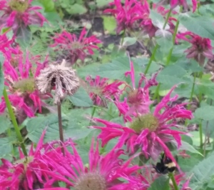 The bees are liking the bee balm